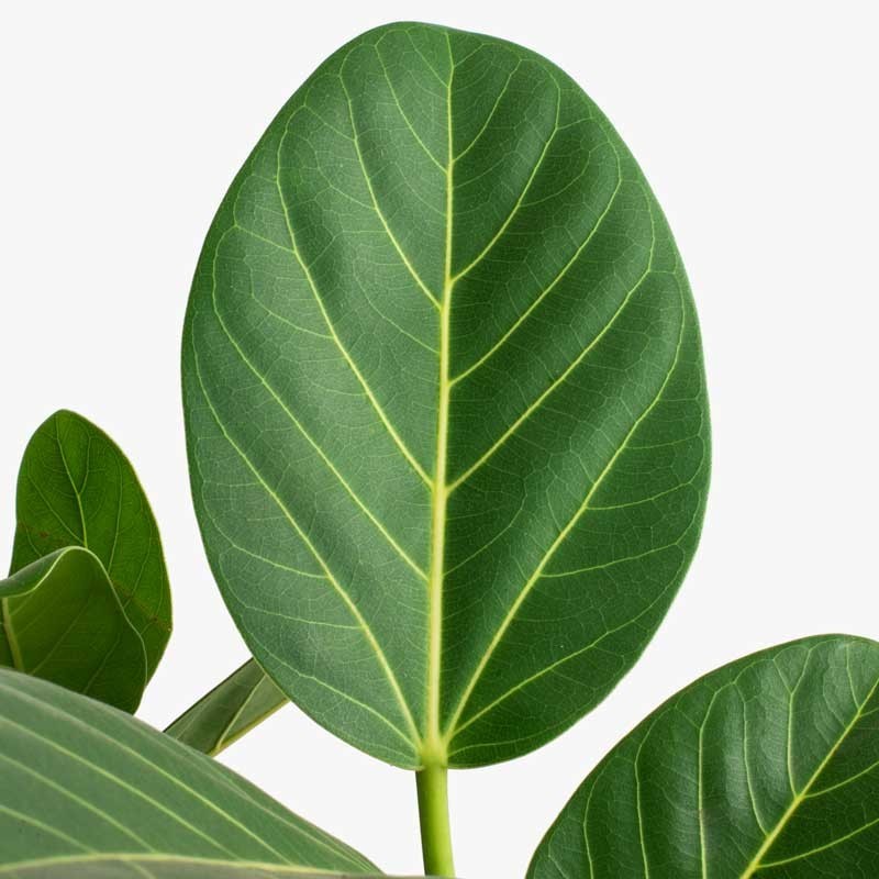 Ficus benghalensis