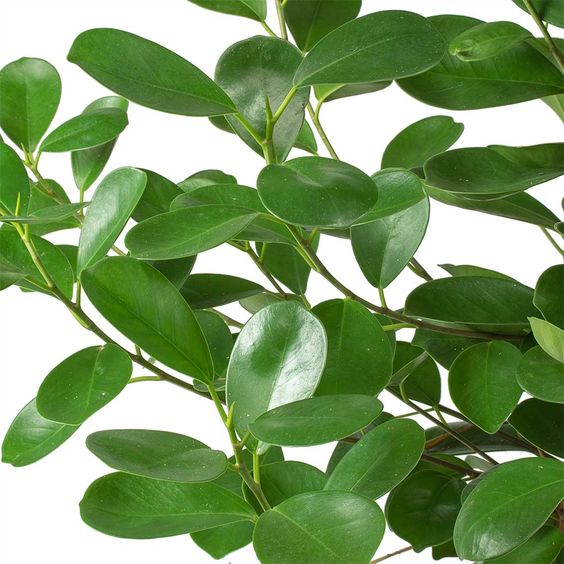 Ficus microcarpa