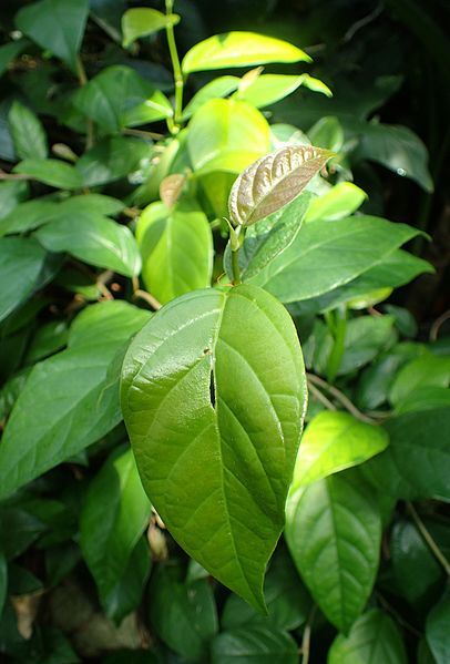 Ficus sagittata