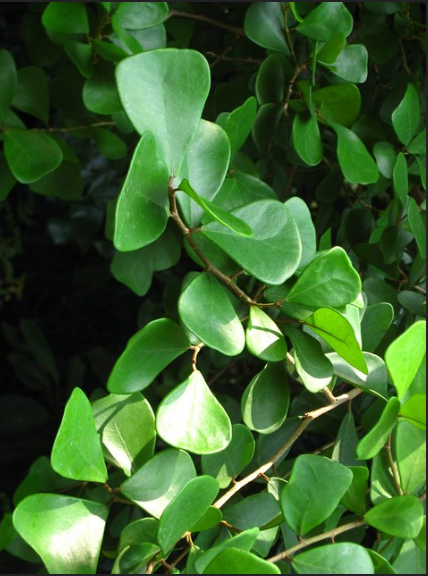 Ficus triangularis