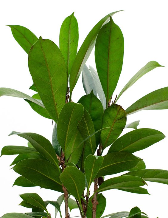 Ficus cyathistipula