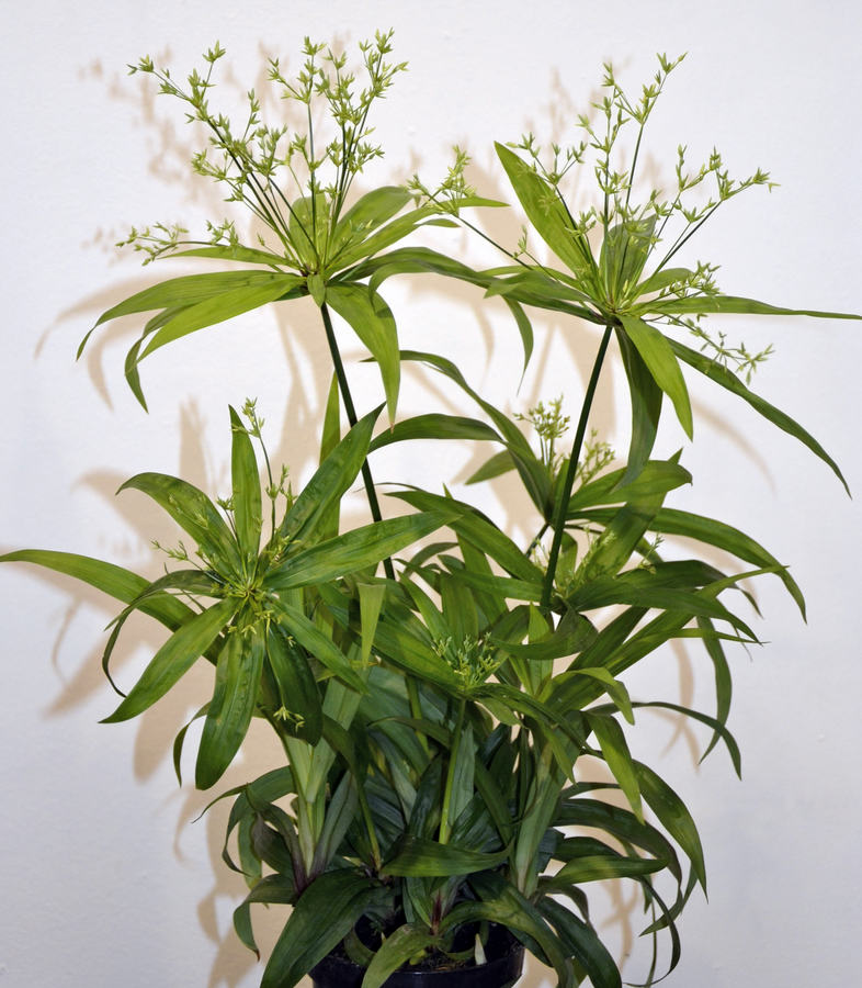 Cyperus albostriatus