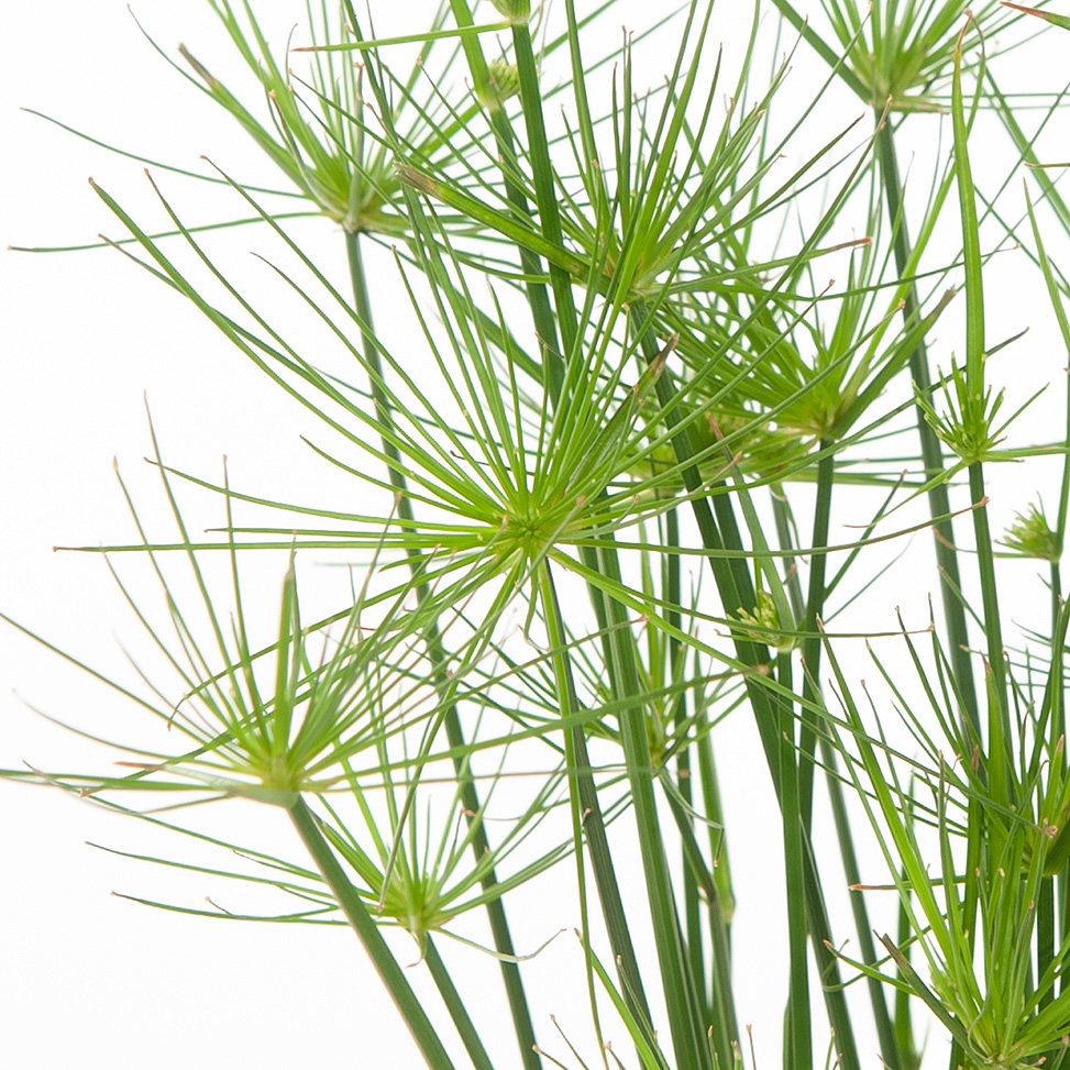 Cyperus haspan