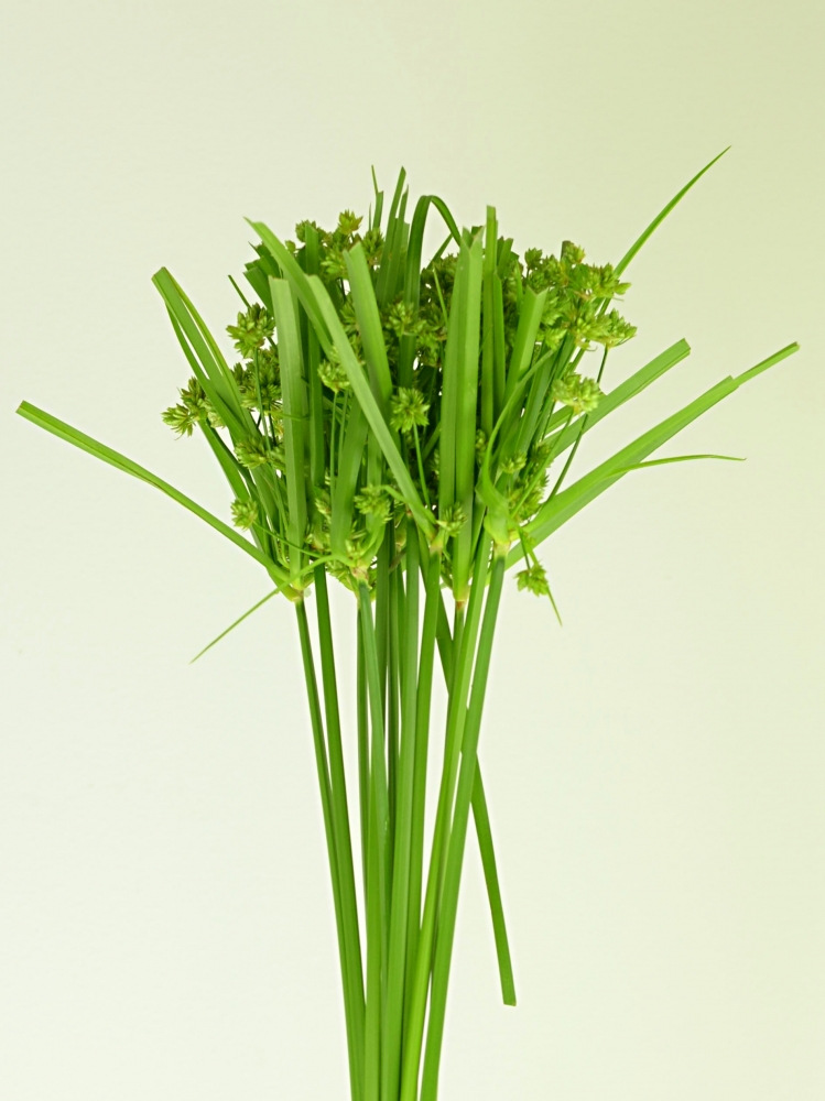 Cyperus glaber