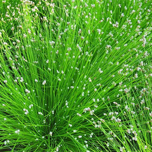 Isolepis cernua