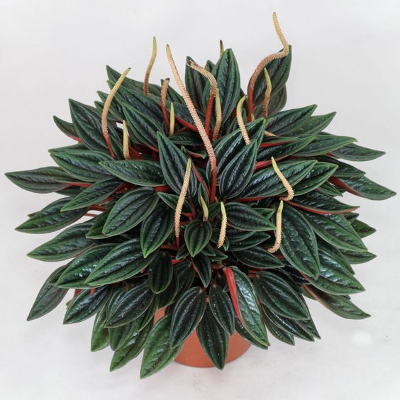 Peperomia caperata