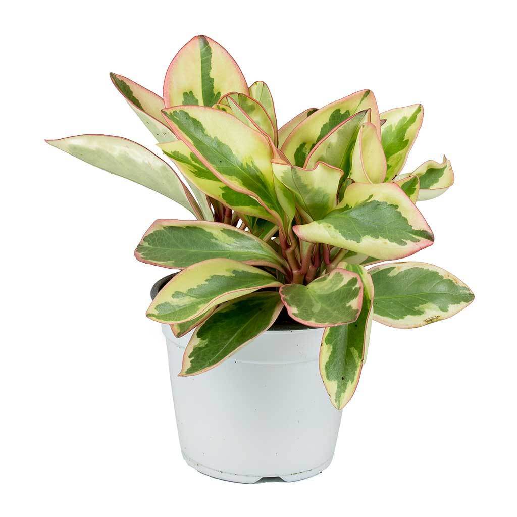 Peperomia clusiifolia