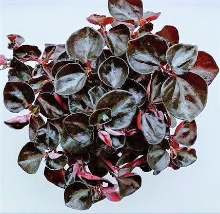 Peperomia columbiana
