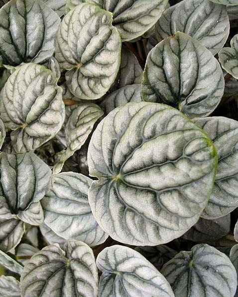 Peperomia griseoargentea