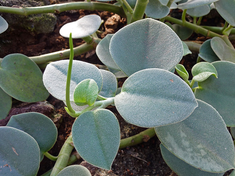 Peperomia incana