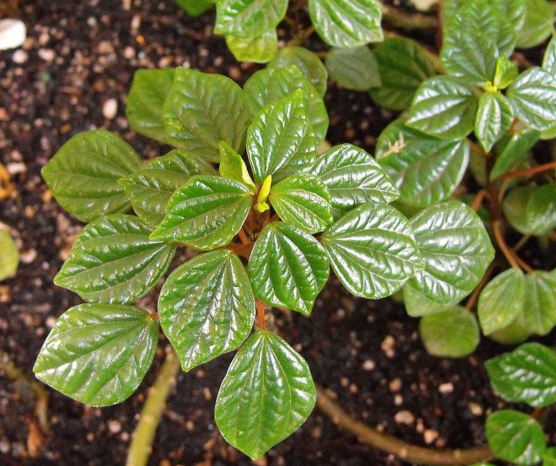 Peperomia meridensis