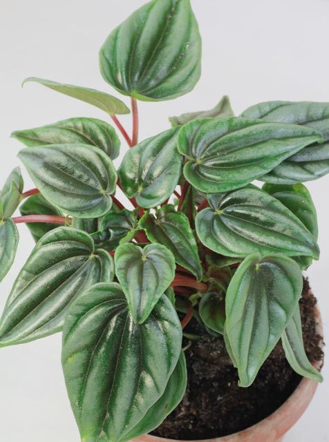 Peperomia marmorata