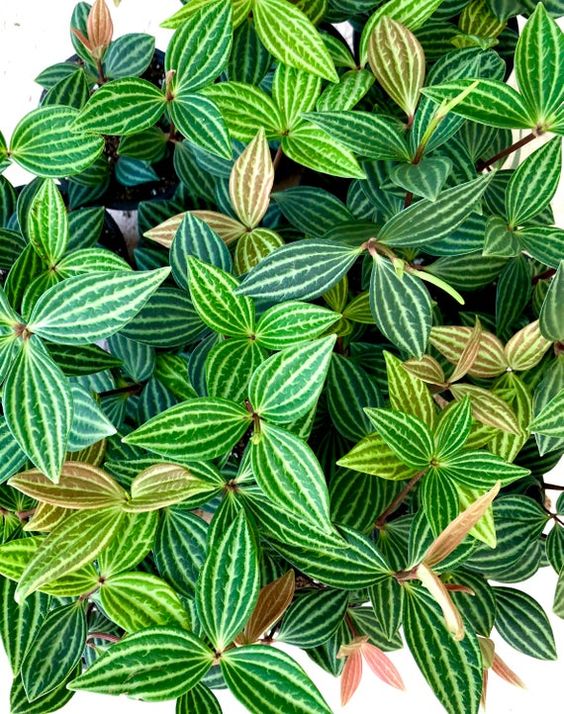 Peperomia puteolata