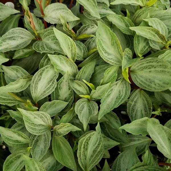 Peperomia velutina