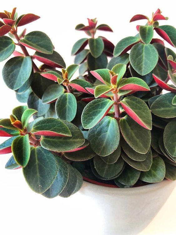 Peperomia verticillata